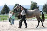 Evita Lakeland (Zamorano x Janota) geb. 2009