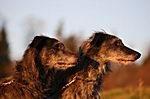 Gwendolyn Fiadhaich 2008 (Rosslyn Madra x Dana Dominique Fiadhaich) & Franseza Fiadhaich 2006 (Rathcreevagh Cedric x Dana Dominique Fiadhaich)