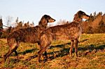 Gwendolyn Fiadhaich 2008 (Rosslyn Madra x Dana Dominique Fiadhaich) & Franseza Fiadhaich 2006 (Rathcreevagh Cedric x Dana Dominique Fiadhaich)