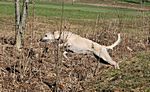 Lurcher Ivy 2008 (Greyhound/Whippet x Greyhound/Whippet/Border Collie)