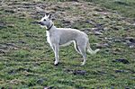 Lurcher Ivy 2008 (Greyhound/Whippet x Greyhound/Whippet/Border Collie)