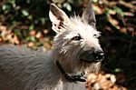 Lurcher Ivy 2008 (Greyhound/Whippet x Greyhound/Whippet/Border Collie)