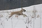 Lurcher Ivy 2008 (Greyhound/Whippet x Greyhound/Whippet/Border Collie)