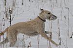 Lurcher Ivy 2008 (Greyhound/Whippet x Greyhound/Whippet/Border Collie)