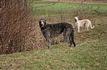 Beileag mon cridhe 2009 (Finghin Fiadhaich x Wade vom Schloss Neuschwanstein) & Lurcher Ivy