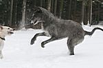 Gwendolyn Fiadhaich 2008 (Rosslyn Madra x Dana Dominique Fiadhaich) & Lurcher Ivy 2008 (Greyhound/Whippet x Greyhound/Whippet/Border Collie)