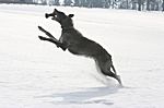 Gwendolyn Fiadhaich 2008 (Rosslyn Madra x Dana Dominique Fiadhaich)