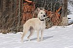 Lurcher Ivy 2008 (Greyhound/Whippet x Greyhound/Whippet/Border Collie)