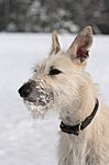 Lurcher Ivy 2008 (Greyhound/Whippet x Greyhound/Whippet/Border Collie)