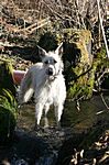 Lurcher Ivy 2008 (Greyhound/Whippet x Greyhound/Whippet/Border Collie)