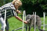 Charming Giants Dicheallach Eloise Foto: J. G&ouml;hring
