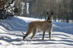 Lurcher Ivy 2008 (Greyhound/Whippet x Greyhound/Whippet/Border Collie)