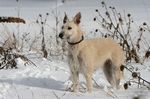 Lurcher Ivy 2008 (Greyhound/Whippet x Greyhound/Whippet/Border Collie)