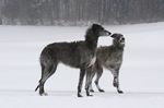 Gwendolyn Fiadhaich 2008 (Rosslyn Madra x Dana Dominique Fiadhaich) & Fey Fiadhaich 2006 (Rathcreevagh Cedric x Dana Dominique Fiadhaich)